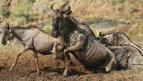 The Great Migration The Great Migration