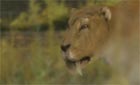 Wild New World - Animals Past and Present