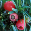 Taxus baccata, Yew