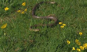 The Aesculapian Rat Snake