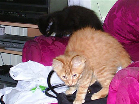 Murphy and Tigger