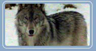 Grey Wolf
