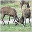 Red Deer rut