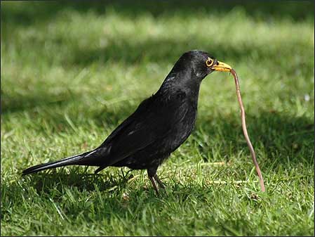 Blackbird