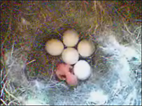 Bluetit webcam