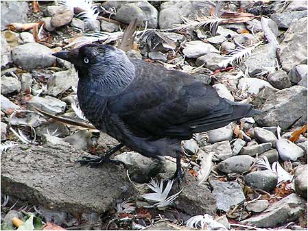Jackdaw