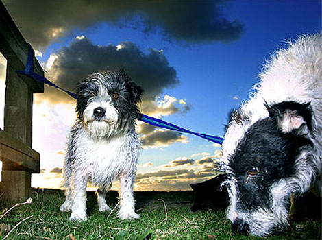 Lilly and Maui