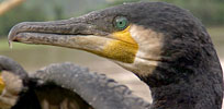 Cormorants