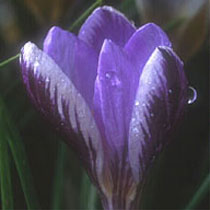 Crocus Minimus