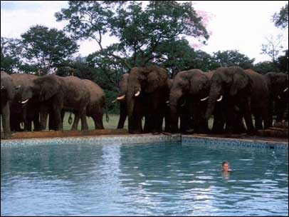 Elephants by a swimming pool