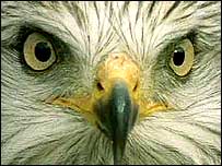 Red Kite