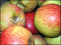 25 apple trees are to be planted first of all