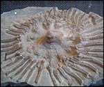 Fossil sea-lily head, spread out
