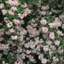 Deutzia