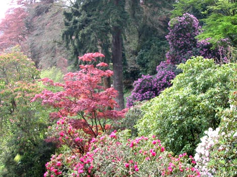 Trebah Gardens