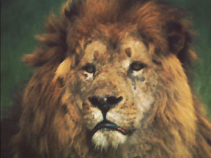Lion Lion