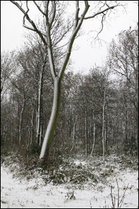 Snow in Skelton