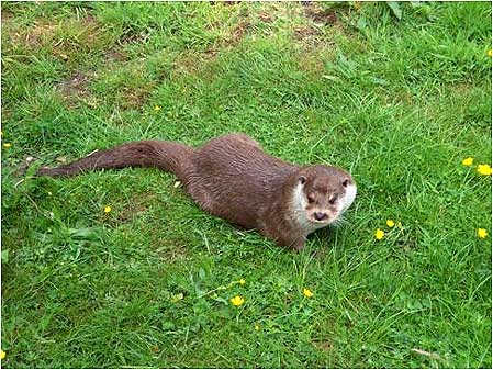 Otter on grass