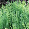 Matteuccia struthiopteris, Ostrich fern