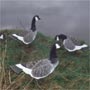 Canada geese