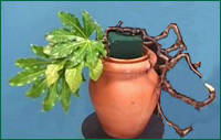 Place Fatsia leaves in to the other side of the oasis