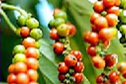 peppercorns