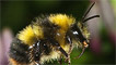 An early bumblebee by Scott