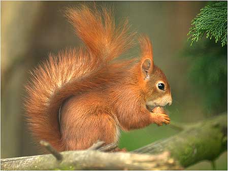 Red Squirrel
