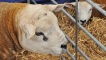 Texel sheep
