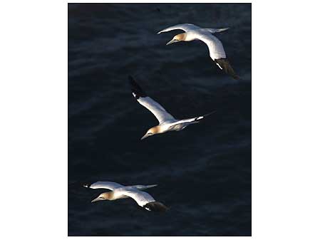 Gannets