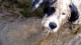 Wet dog on walk... Wet dog on walk...