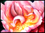 Watercolour flower by Heather Maunders