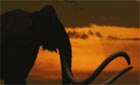 Wild New World - North America's Lost Wild Heritage