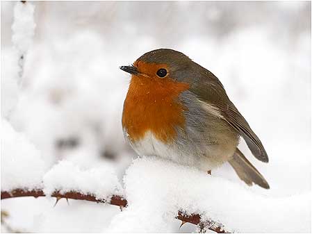 Robin