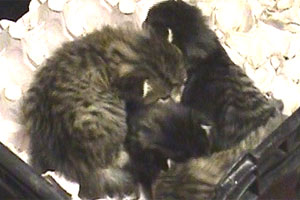 Kittens