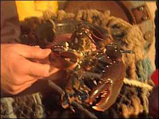 Lobster
