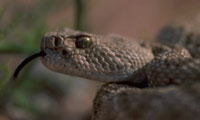 Tiger rattlesnake