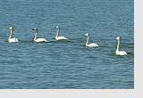 Bewick's swans