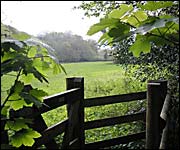 Gate and field