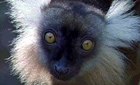 Wildfacts on the black lemur