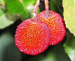 fruits