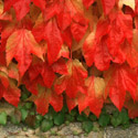 Parthenocissus tricuspidata, Boston ivy