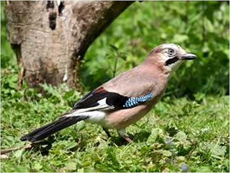 Jay