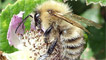 A common carder bee by Joysaphine