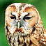 Muncaster  (Image: Owl)