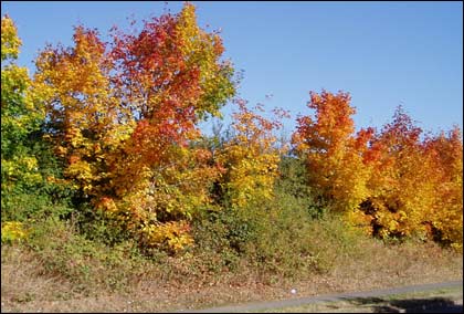 Autumn trees