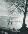 Tree on misrt water