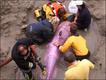 Foto: British Divers Marine Life Rescue