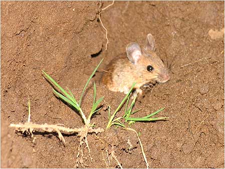 Mouse