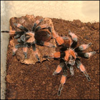 mexican red legged spiders